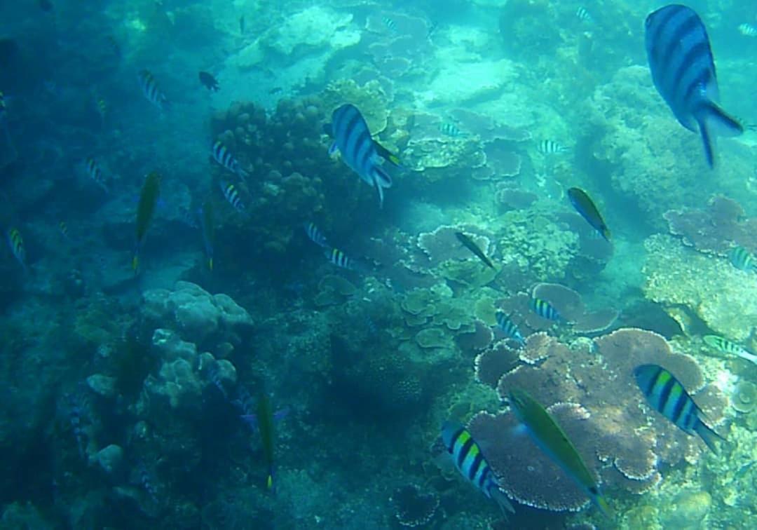 Juara Bay Resort เกาะเตียวมัน ภายนอก รูปภาพ